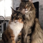 Maine Coon Size Chart How Big Will Your Maine Coon Get