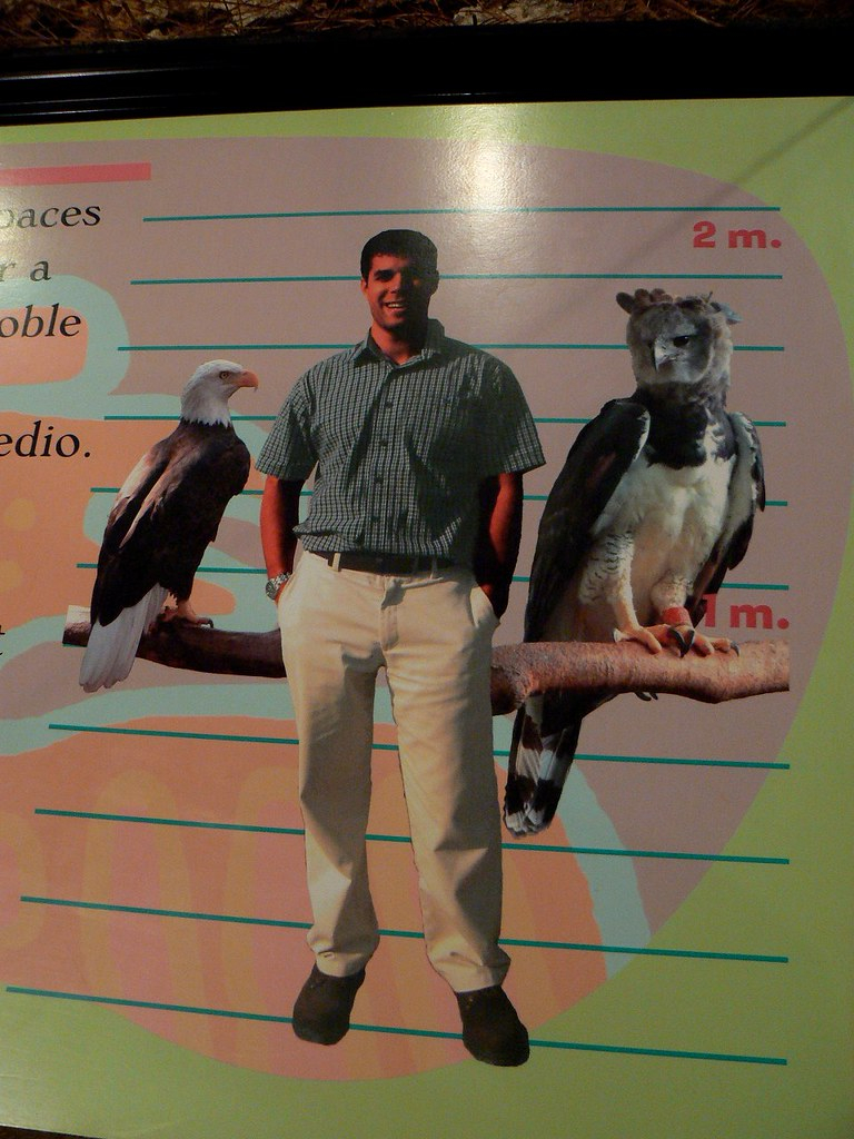 Size Comparison Harpy Eagles Are Big Chris La Tray Flickr