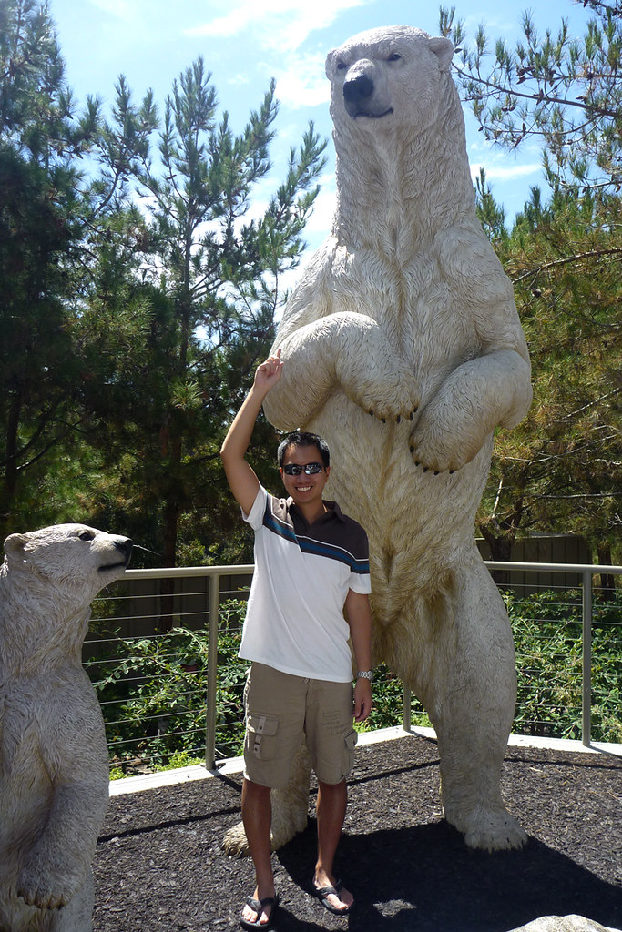 Size Of Polar Bear Yup This Is A Life size Model Of A Pol Flickr